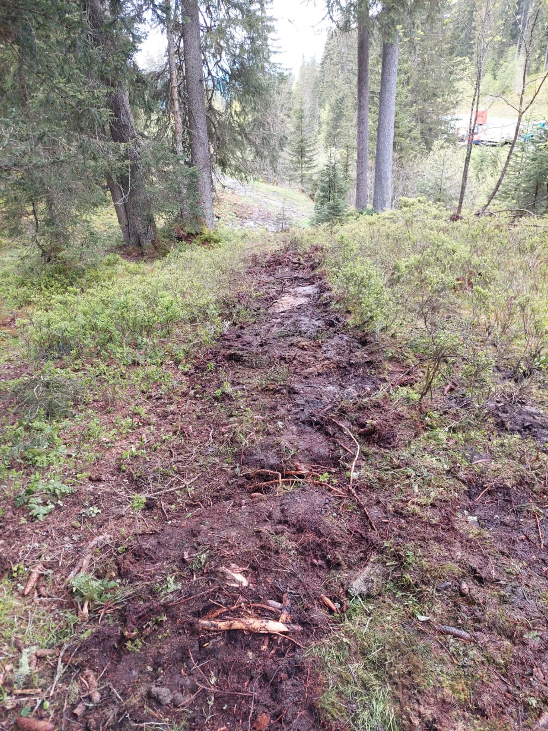 Spuren im Wald der neuen Wasserleitung.
